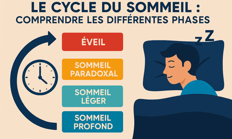 Le cycle du sommeil - comprendre les différentes phases pour mieux dormir
